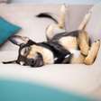 Por que cachorros gostam de dormir colados nos tutores?