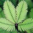 A planta que "dorme": por que algumas espécies fecham as folhas quando anoitece?