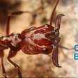 Espécie de aranha-balista é descoberta na Austrália e ela possui "a especialização definitiva", segundo cientistas