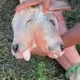 Bezerro nasce com duas cabeças em cidade do MA; mãe sobreviveu após tratamento
