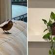 Apresentadora mostra passarinho invadindo sala de TV fazendo ninho em vaso de planta