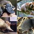 Só existem quatro mamíferos venenosos no mundo: entenda cada um