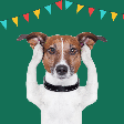 5 cuidados com os animais durante a Copa do Mundo e as festas juninas