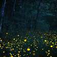 Vagalumes no jardim: 7 formas de atrair esses insetos luminosos para o quintal