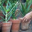 Os melhores lugares da casa para colocar babosa, planta milagrosa que purifica o ar