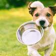 Pet com fome ou pedindo atenção? Saiba como identificar e agir