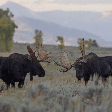 Alces: 8 curiosidades sobre os gigantes das florestas