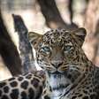 Por que leopardos da África do Sul encolheram para metade do seu tamanho original?