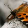 Borboleta que quase não envelhece intriga cientistas e pode revelar segredos da longevidade