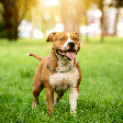 American staffordshire terrier: conheça as características do cachorro dessa raça