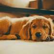 Falta de estímulo mental em cães pode causar estresse e ansiedade