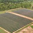 Cresce busca por assinaturas de energia solar no Brasil