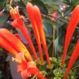 Cipó-de-são-joão: a trepadeira que transforma muros em cascatas de flores alaranjadas