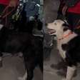 Cachorro de resgate ajuda a salvar homem preso sob escombros após terremotos na Venezuela