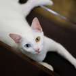 Gatos asiáticos: 7 raças que conquistaram o mundo