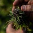 Quando o Brasil exportava maconha: o passado de um comércio esquecido