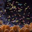 Urolitina A e microbiota intestinal: o elo entre alimentação e proteção do intestino