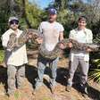 'Cobras-espiãs' ajudam pesquisadores a capturar centenas de pítons invasoras na Flórida; entenda
