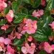 5 plantas trepadeiras com flores para cobrir paredes feias, sem graça e descascadas