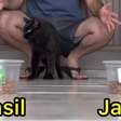 Gato vidente "crava" classificação do Brasil sobre o Japão na Copa do Mundo