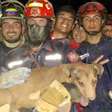 Cachorro é resgatado em meio a escombros após terremotos na Venezuela