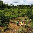 As 'fazendas' na Amazônia que desafiam a agricultura moderna