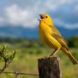 Canários-da-terra: entre o canto e o tráfico de fauna