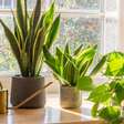 Por que ter plantas em casa é uma ótima ideia?