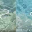 Serpente invasora, cobra-ferradura atravessa ilhas a nado e ameaça espécie de lagarto