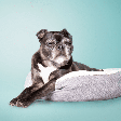 Terceira idade canina: 7 mudanças comportamentais de cachorros idosos