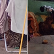 Onça-pintada invade casa, se esconde embaixo do varal, e surpreende família em Foz do Iguaçu: 'Ajoelhei e orei'