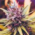 Cannabis na adolescência: estudo associa uso de jovens com dobro de risco de doenças mentais graves