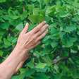 A planta milenar que fortalece o cérebro e a memória e você pode cultivar em casa