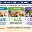 Dorme demais ou está tudo bem? Saiba quando o sono do cachorro merece atenção