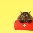Como melhorar a saúde intestinal dos gatos e evitar disbiose