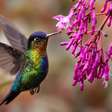 7 árvores floridas para atrair beija-flores e deixar seu jardim mais vivo