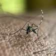 Mosquito da dengue pode aprender a 'ignorar' repelente, mostra estudo francês