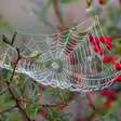 Significado dos Sonhos com Aranhas: Avisos, Medos e Esperança