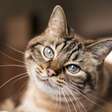 Gatos enxergam coisas que os humanos não veem? Entenda o que diz a ciência