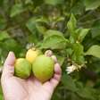 5 árvores frutíferas que não crescem demais e não fazem muita sujeira