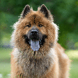 4 raças de cachorro com a língua azul