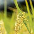 Um El Niño severo poderia ameaçar alimento essencial para ao menos metade da humanidade e basicamente todo o Brasil
