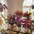 Decoração vibrante: plantas coloridas dão vida aos ambientes
