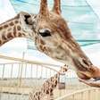 Por que as girafas são tão grandes? Entenda como a evolução e a seleção natural moldaram esse animal da savana