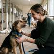 Hortolândia promove adoção gratuita de cães e gatos; veja como adotar