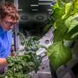 Má notícia para os astronautas: alface cultivado no espaço é mais propenso a causar doenças