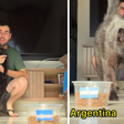 Gato 'vidente' que acertou classificação do Brasil prevê derrota da Argentina