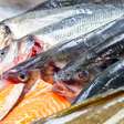 Do salmão ao bacalhau: descubra o que torna os peixes de águas frias tão importantes para uma alimentação equilibrada
