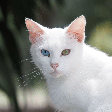 5 raças de gato originárias da Tailândia