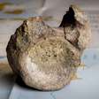 Cientistas descobrem que osso guardado em gaveta há anos é, na verdade, primeiro fóssil de dinossauro encontrado na Antártica
